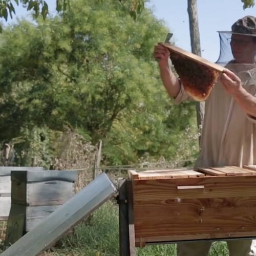 Gilles Fert apiculteur