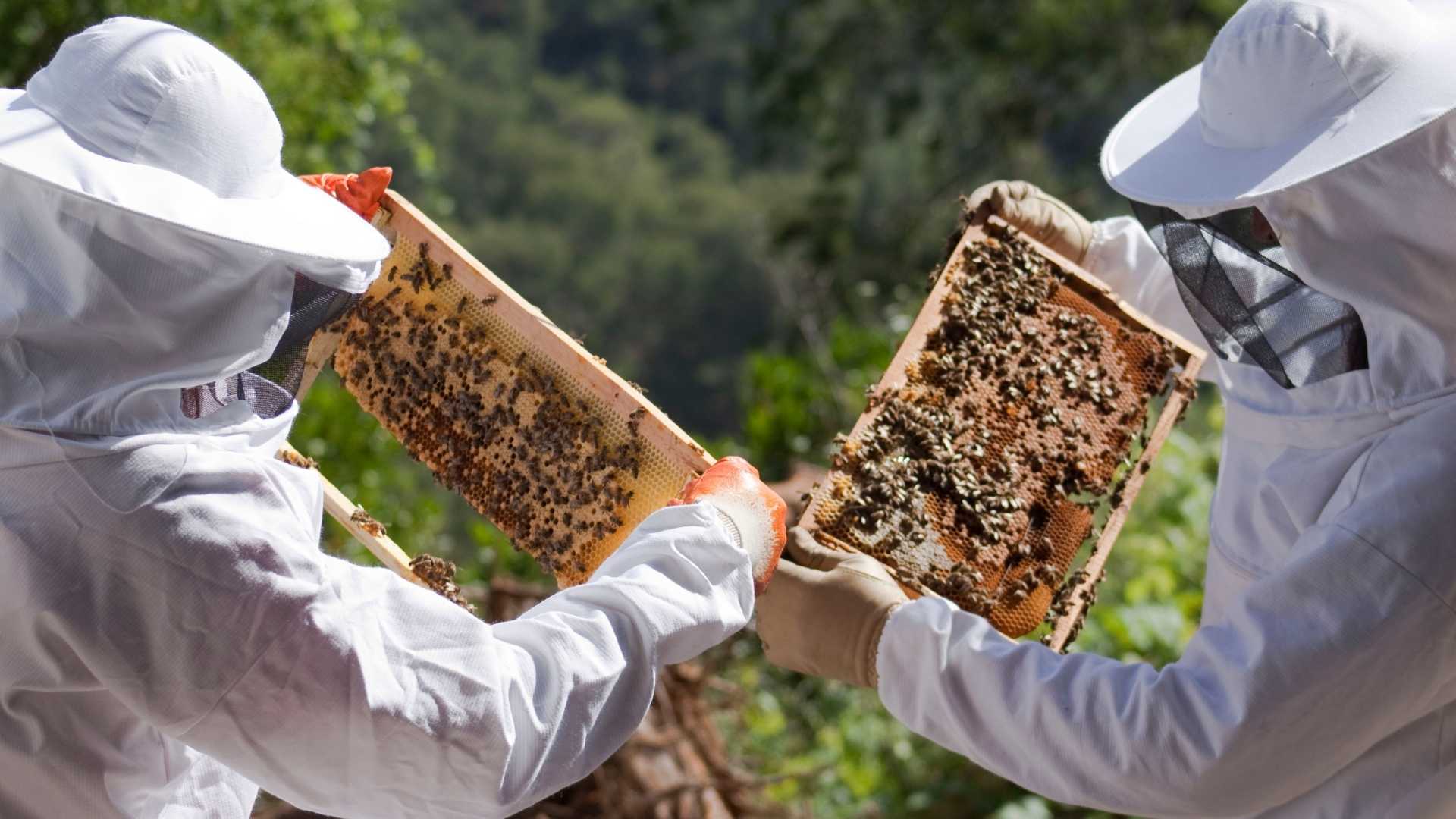 La Fondation Lune de Miel® agit pour le développement de l’apiculture