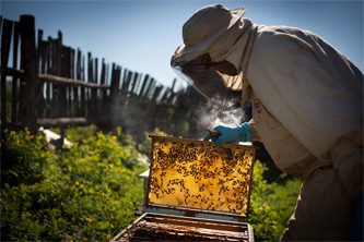 La Fondation Lune de Miel® agit pour le développement de l’apiculture