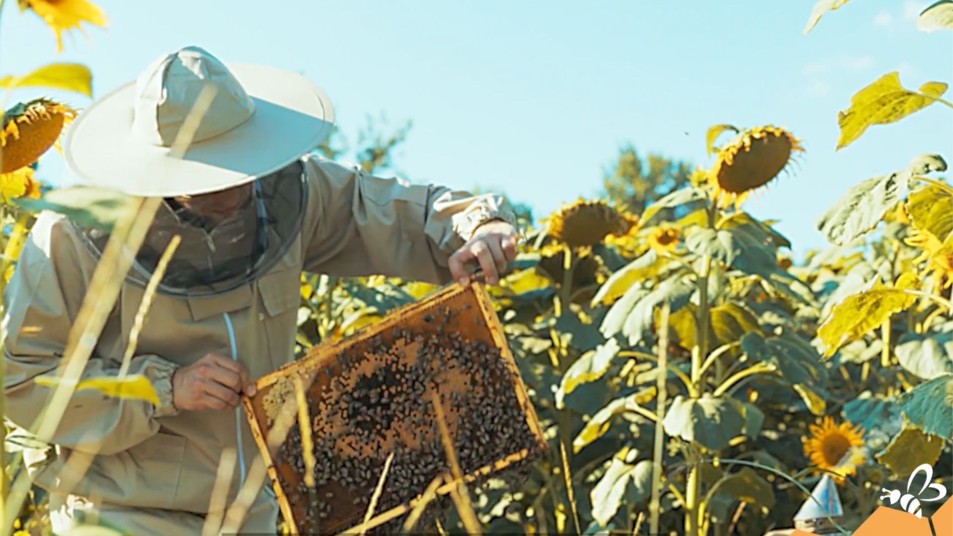 Projet cultivons mélifère