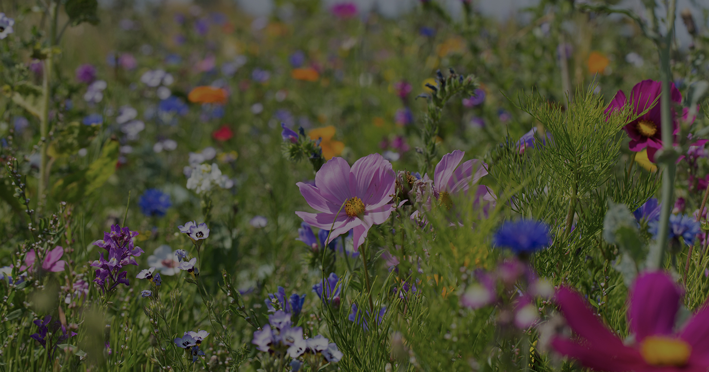 CULTIVER DES PLANTES MELLIFERES : UN COUP DE POUCE POUR LA NATURE !
