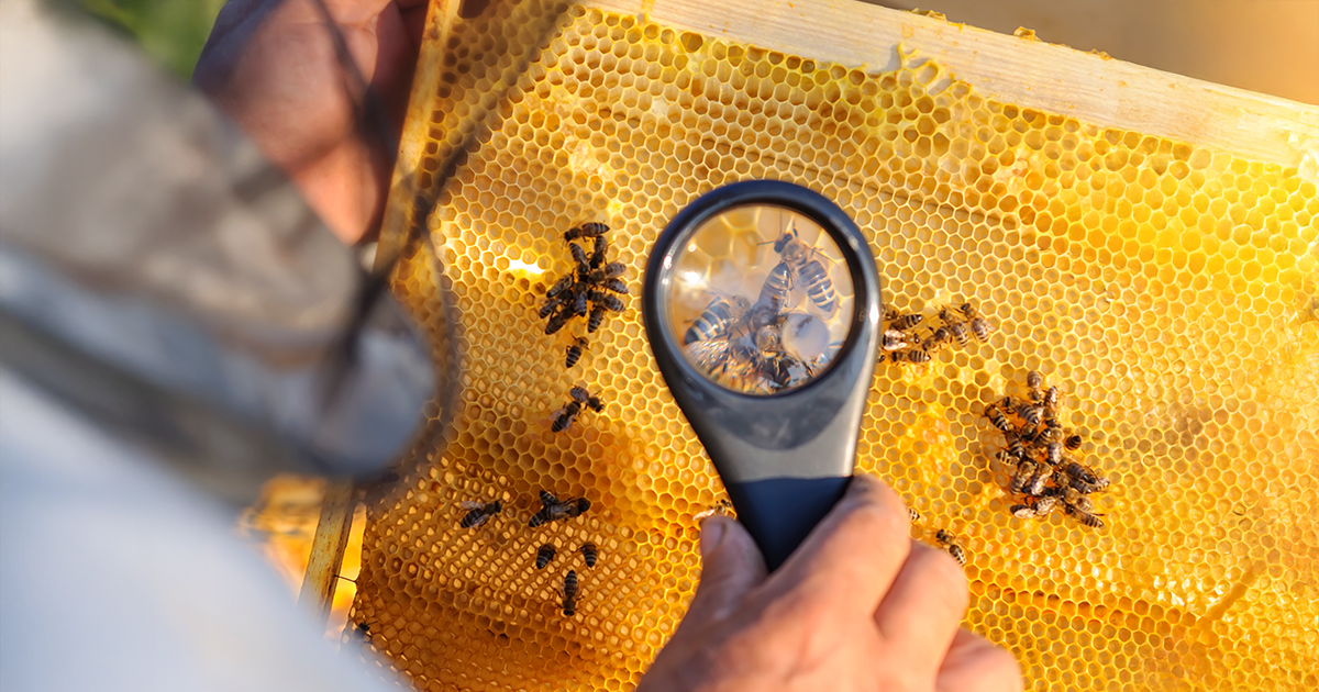 La Fondation Lune de Miel® soutient un séminaire sur la protection des pollinisateurs