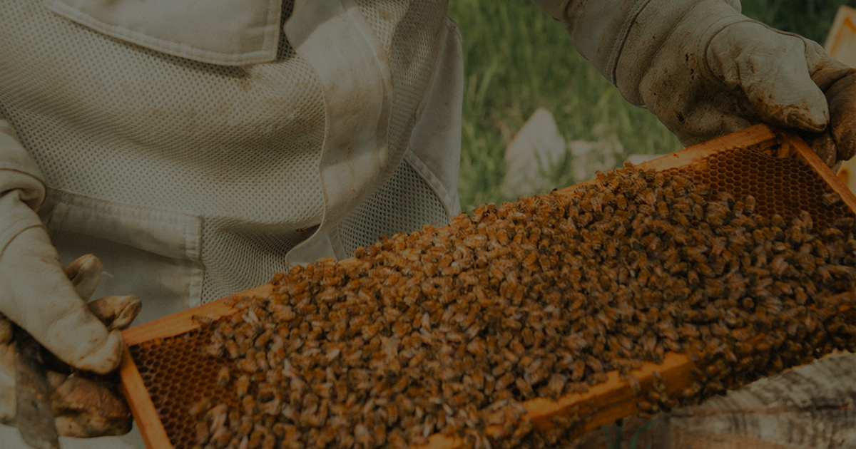 Compte rendu du premier comité exécutif