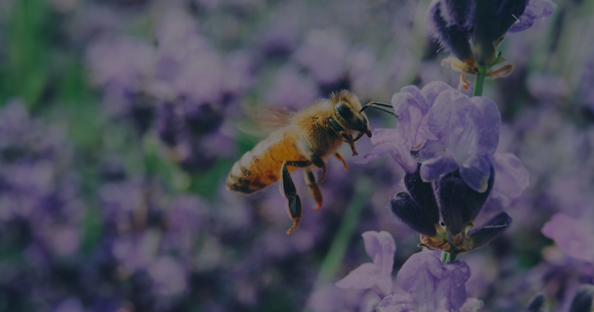 LANCEMENT D’UN NOUVEL APPEL A PROJETS