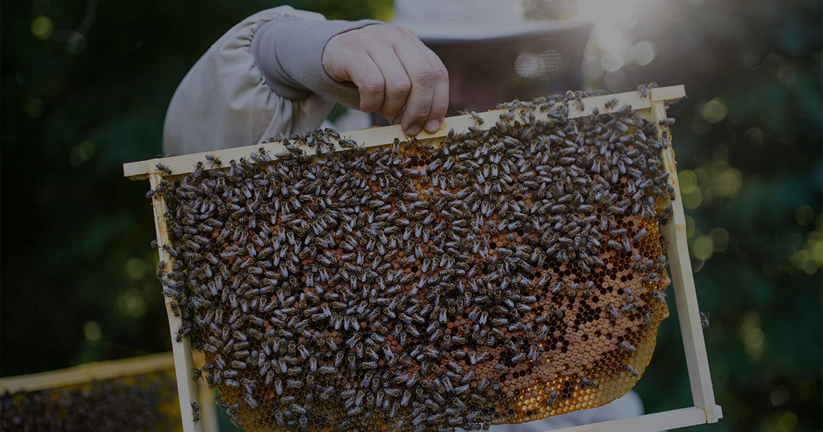 La Fondation Lune de Miel® s’engage aux côtés de la recherche pour lutter contre les pesticides